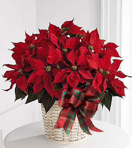 Large Red Poinsettia Basket - 8 inch pot size with plaid bow